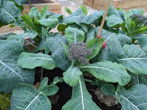 A photo of a small Broccoli growing inside a greenhouse on the academy grounds.