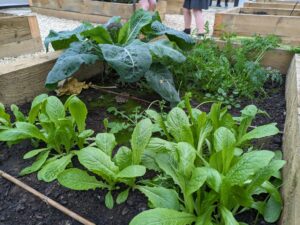 A photo showing some vegetables that are growing inside a greenhouse on the academy grounds.