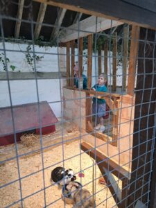 Two female pupils from Years 1 and 2 are pictured looking at some Rabbits inside an enclosure at Kent Life, during a school trip there.