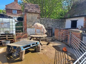 A Goat is pictured standing on top of a wooden picnic table, during a school trip to Kent Life.