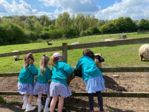 Four female pupils from Years 1 and 2 are pictured looking at some Sheep through a wooden fence, during a school trip to Kent Life.