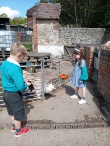 Two young pupils from Years 1 and 2 are pictured looking at a Goat that is sticking its head out through the gaps in a metal gate, during a school trip to Kent Life.